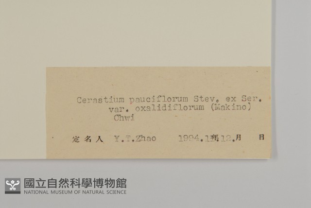 寄奴花藏品圖，第3張