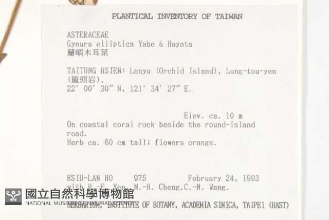 蘭嶼木耳菜藏品圖，第2張