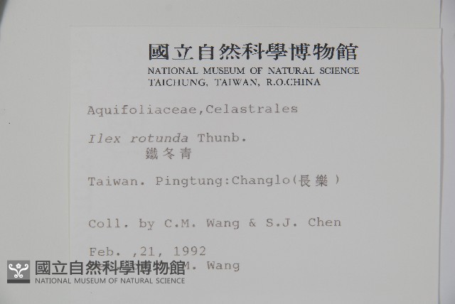 鐵冬青藏品圖，第2張
