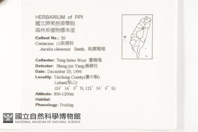 桃葉珊瑚藏品圖，第2張