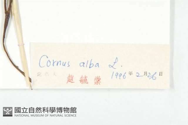 紅瑞木藏品圖，第3張