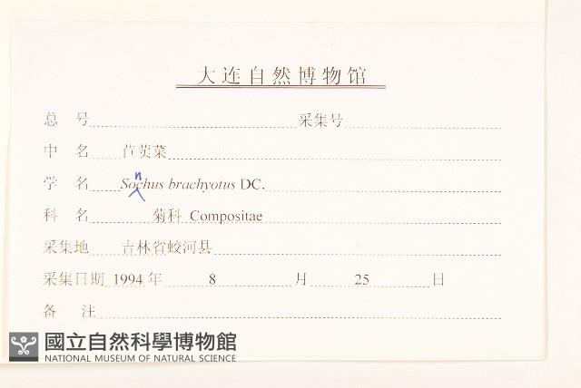 長裂苦苣菜藏品圖，第3張