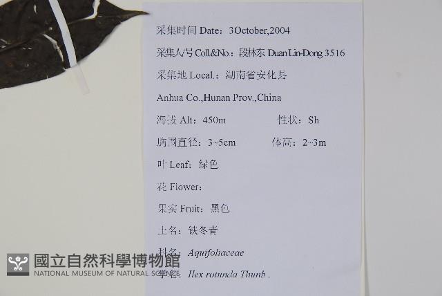 鐵冬青藏品圖，第2張