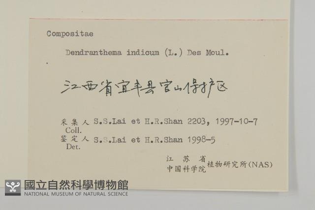 油菊、野菊藏品圖，第3張