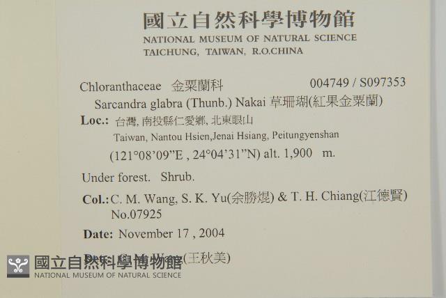 草珊瑚、紅果金粟蘭藏品圖，第2張