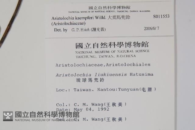 大葉馬兜鈴藏品圖，第2張