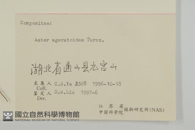 山白蘭藏品圖，第3張