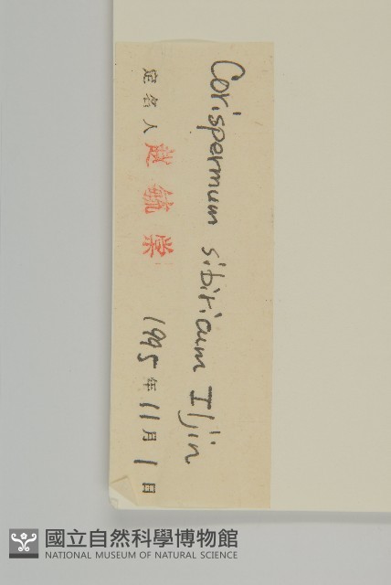 西伯利亞蟲實藏品圖，第3張