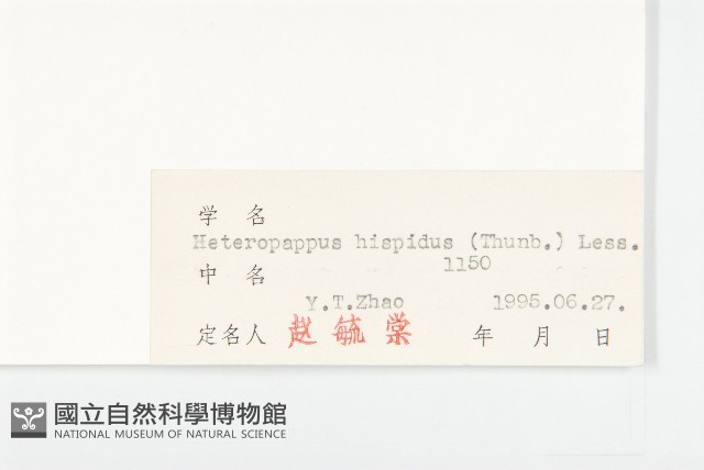 狗娃花藏品圖，第3張
