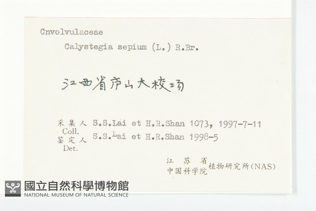 篱打碗花藏品圖，第3張