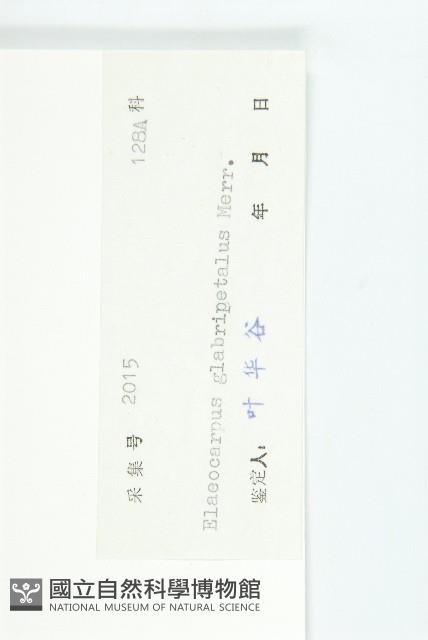 禿瓣杜英藏品圖，第3張