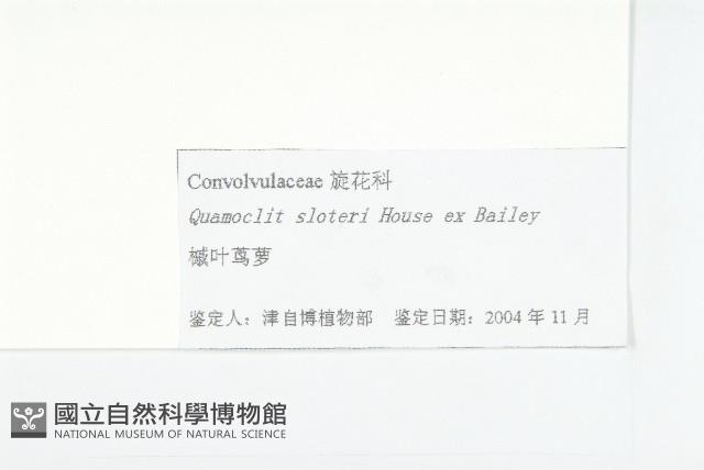 槭葉蔦蘿藏品圖，第3張