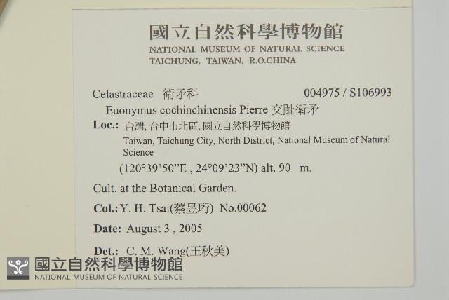 交趾衛矛藏品圖，第2張