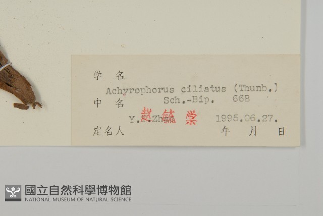貓兒菊藏品圖，第3張