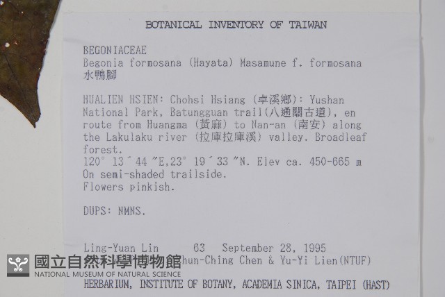 水鴨腳藏品圖，第2張