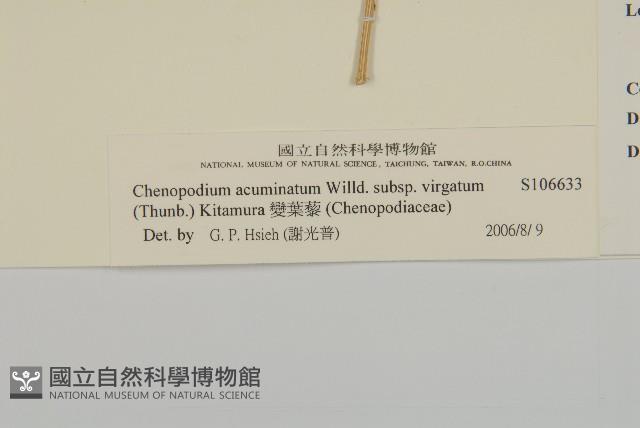 變葉藜藏品圖，第3張