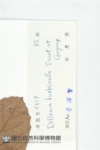 大花五椏果藏品圖，第3張