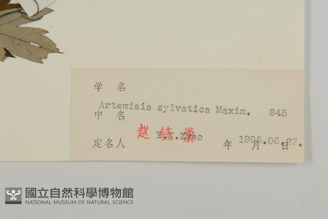 林艾蒿藏品圖，第3張