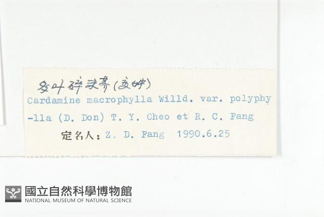 多葉碎米薺藏品圖，第3張