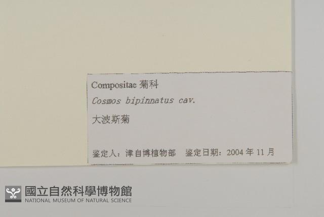 大波斯菊藏品圖，第3張