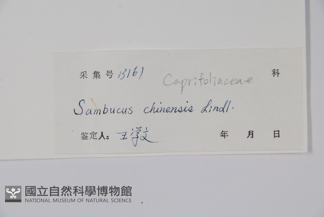 冇骨消藏品圖，第2張
