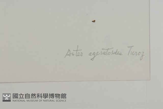 山白蘭藏品圖，第3張