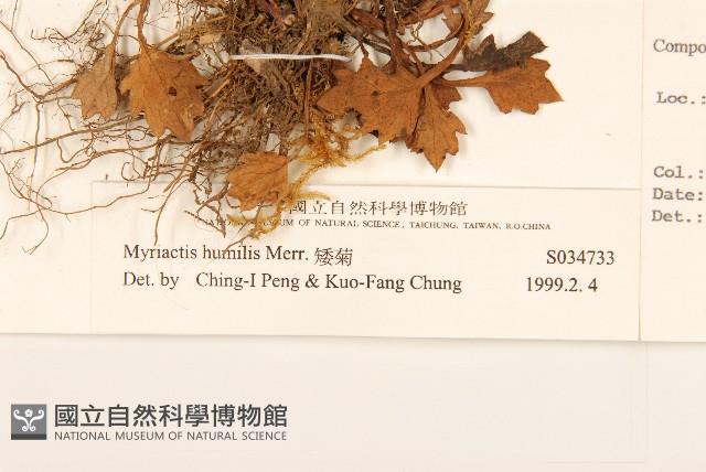 矮菊藏品圖，第3張