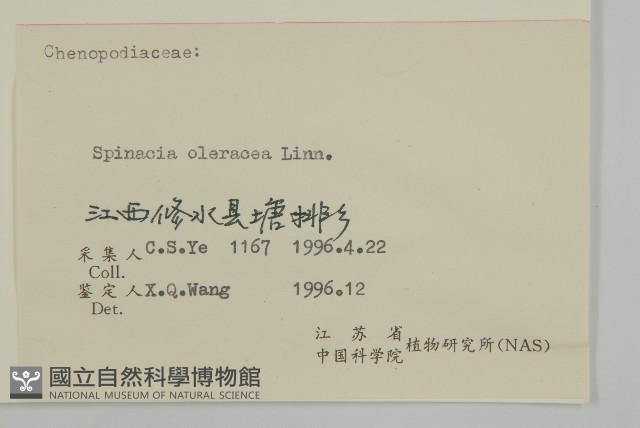 菠菜、菠菱菜藏品圖，第3張