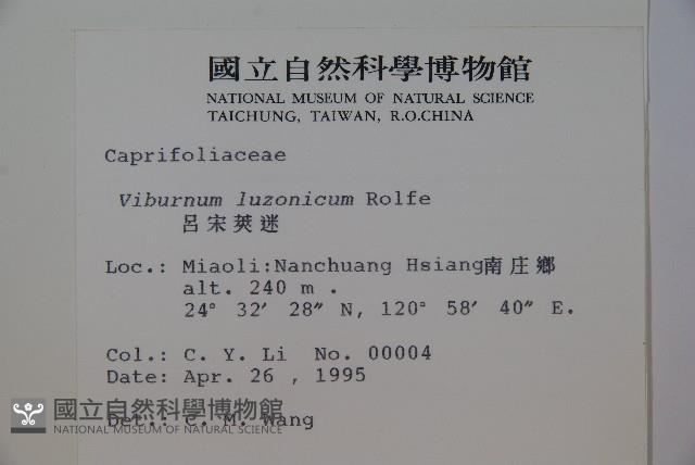 呂宋莢迷藏品圖，第2張