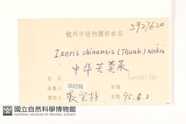 兔仔菜藏品圖，第3張