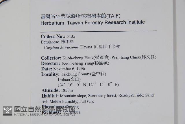 阿里山千金榆藏品圖，第2張