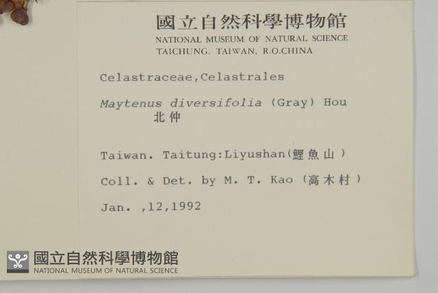 北仲, 刺裸實藏品圖，第2張