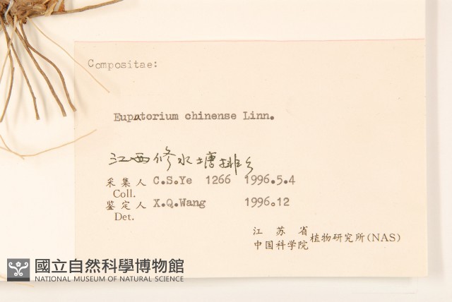 華澤蘭藏品圖，第3張