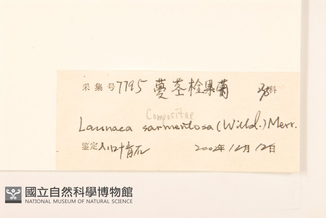 匐莖栓果菊藏品圖，第3張