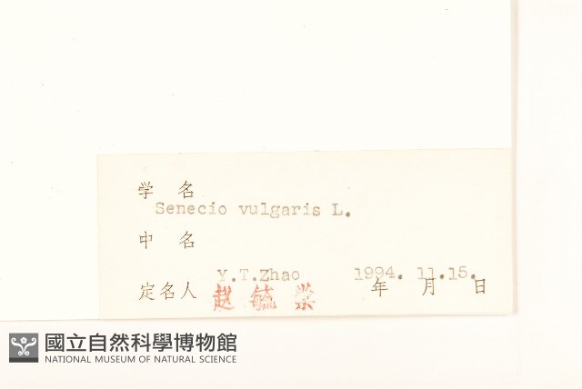 歐洲黃菀藏品圖，第3張