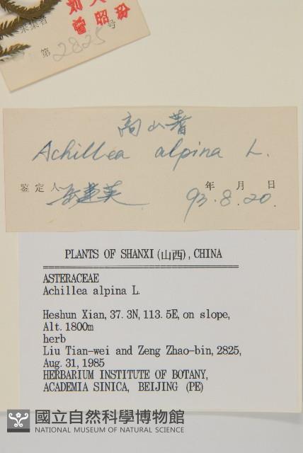 蓍草藏品圖，第3張