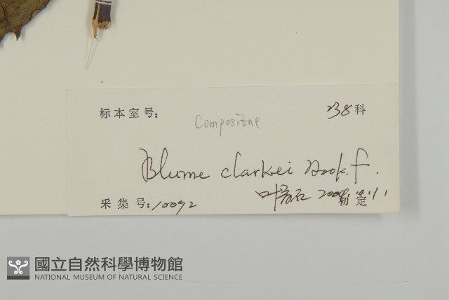 七里明艾納香藏品圖，第3張