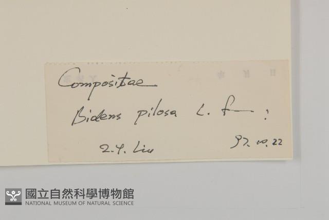 白花鬼針藏品圖，第3張