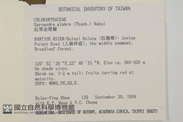 草珊瑚、紅果金粟蘭藏品圖，第2張