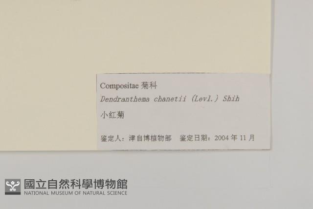 小紅菊藏品圖，第3張