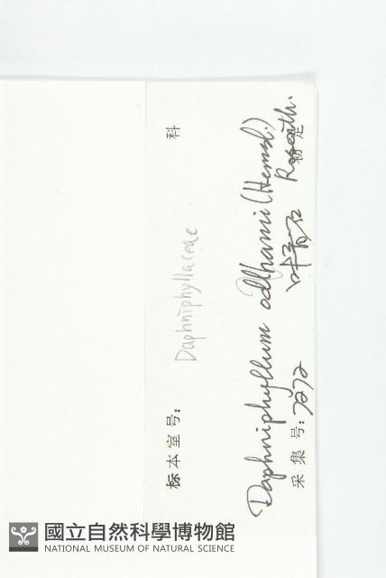 俄氏虎皮楠、蘭嶼虎皮楠、虎皮楠藏品圖，第3張