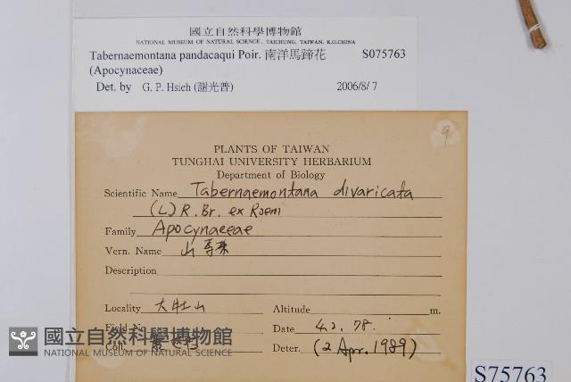 南洋馬蹄花藏品圖，第2張