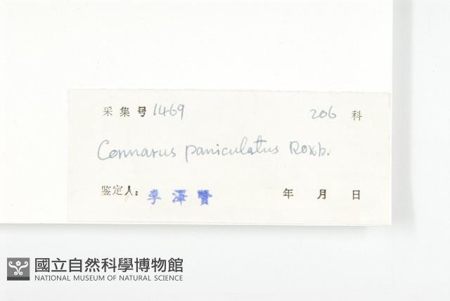 牛栓藤藏品圖，第3張