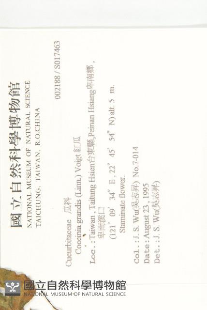 紅瓜藏品圖，第2張