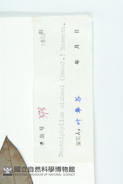 俄氏虎皮楠、蘭嶼虎皮楠、虎皮楠藏品圖，第3張