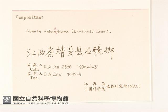 甜葉菊藏品圖，第3張