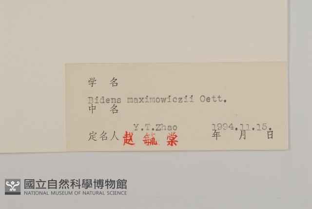 羽葉鬼針草藏品圖，第3張