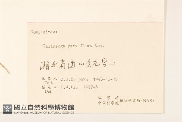 小米菊藏品圖，第3張