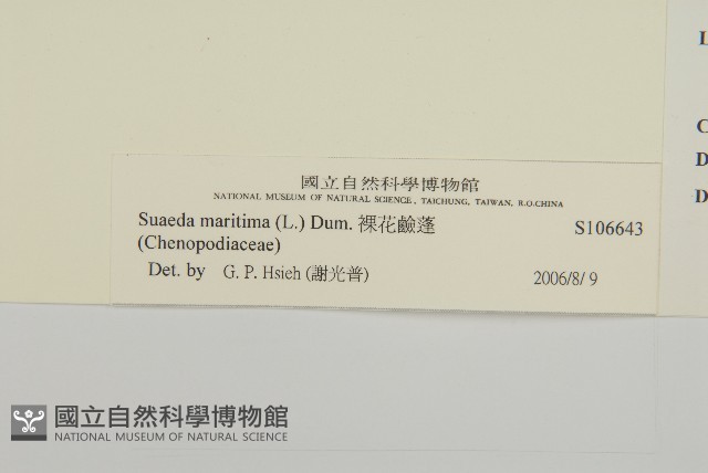 裸花鹼蓬藏品圖，第3張