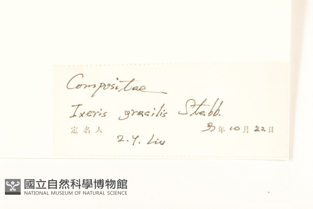 細葉苦實藏品圖，第3張